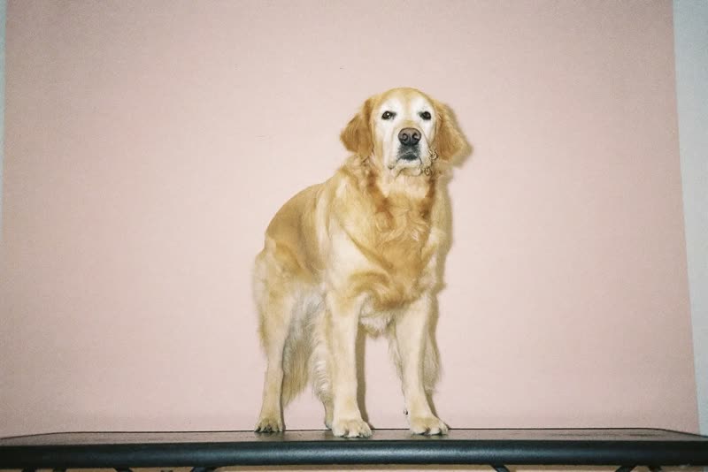 A golden retriever on a grooming table