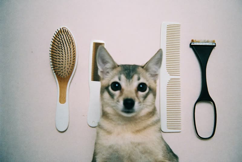 Grooming brushes and combs laid out