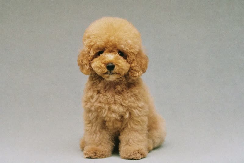 A poodle puppy sitting calmly