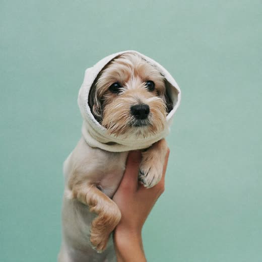 A small terrier after a bath