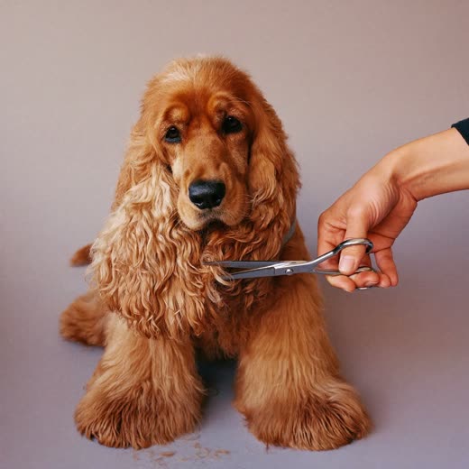 A spaniel having its coat trimmed