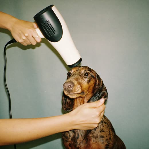 A dachshund being blow-dried